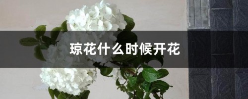 琼花什么时候开花