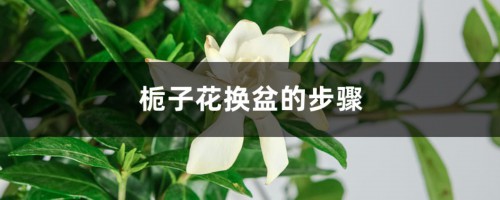 栀子花换盆的步骤，换盆后需要浇水吗