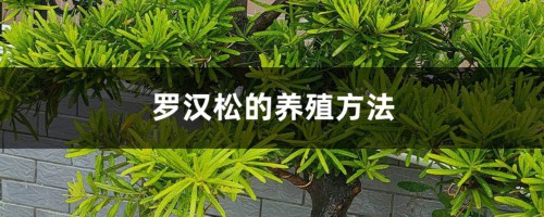 罗汉松的养殖方法