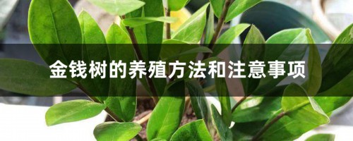 金钱树的养殖方法和注意事项