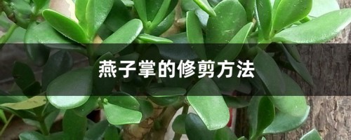 燕子掌的修剪方法