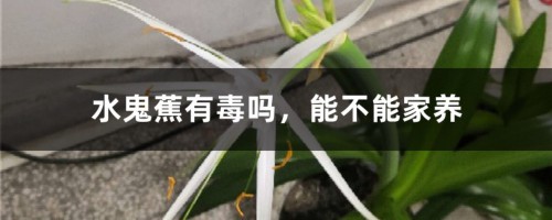 水鬼蕉有毒吗，能不能家养