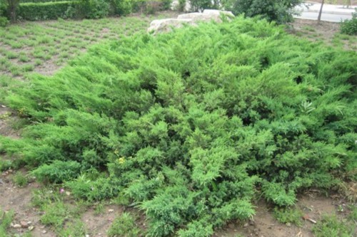 铺地柏怎么繁殖