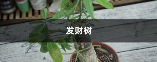 绿萝发财树…不这么浇水，黄叶烂根全找上门！