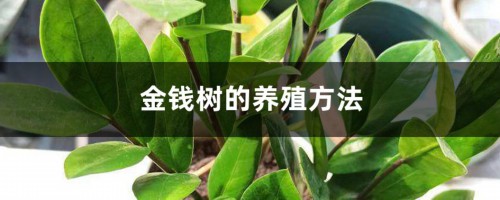 金钱树的养殖方法